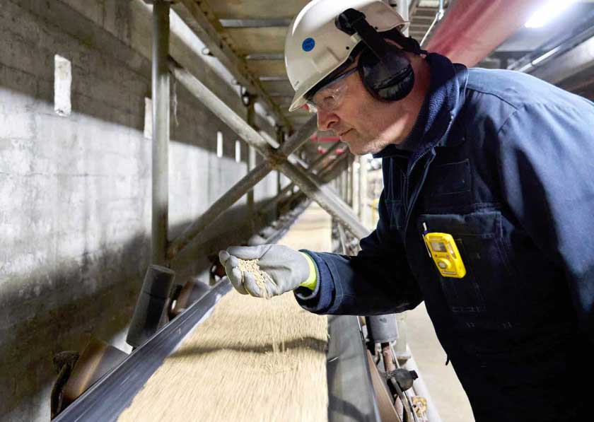 OCI employee checking quality of grain