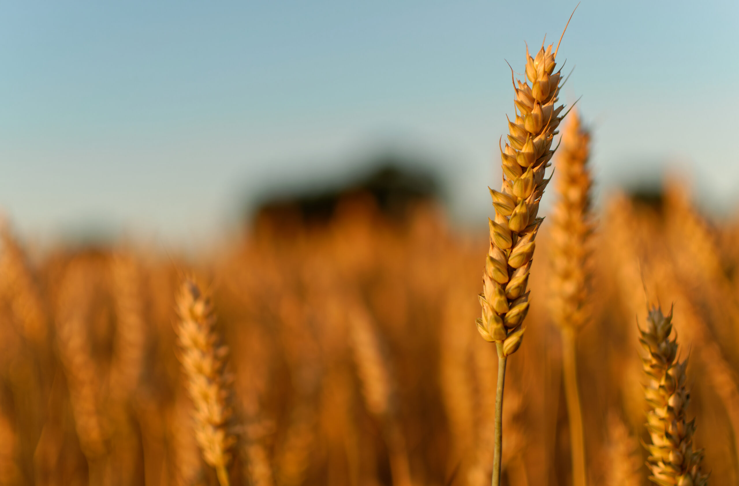 Pioneering collaboration to reduce carbon footprint of wheat flour
