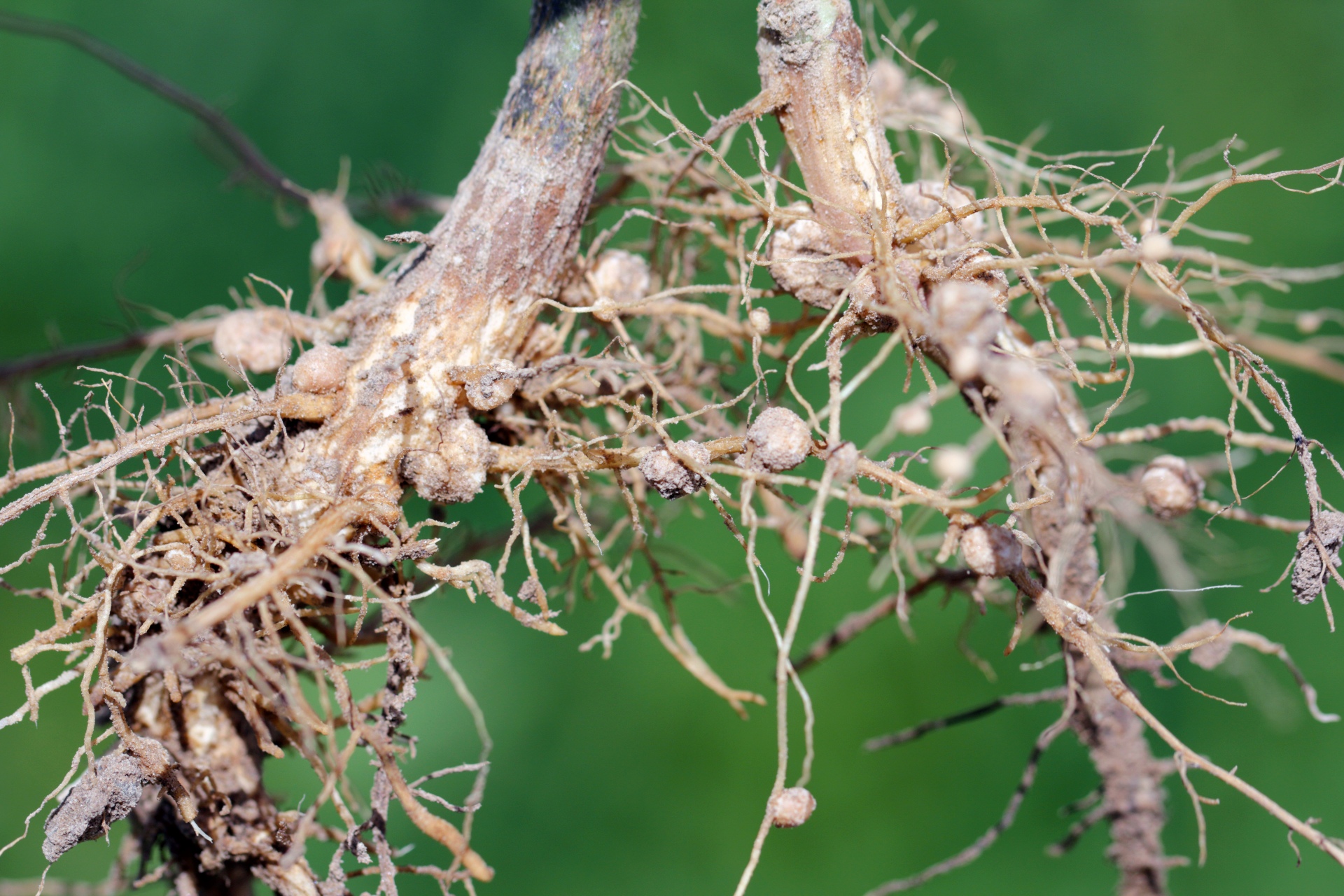 1. Nitrogen-fixing bacteria